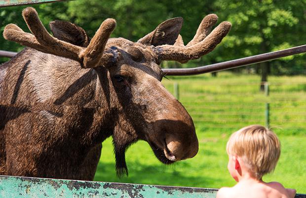 moose at Skanes Djurpark a zoo in southern Sweden